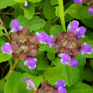 Photographie n°2487666 du taxon Prunella vulgaris L.