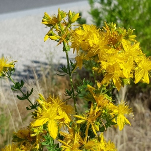 Photographie n°2487675 du taxon Hypericum perforatum L.