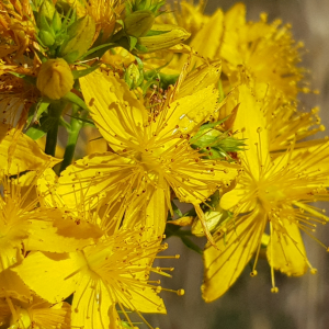 Photographie n°2487676 du taxon Hypericum perforatum L.
