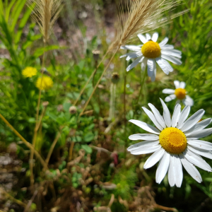 Photographie n°2487683 du taxon Matricaria recutita L.