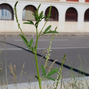 Photographie n°2487685 du taxon Melilotus albus Medik.