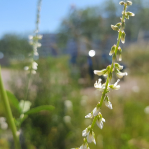 Photographie n°2487686 du taxon Melilotus albus Medik.