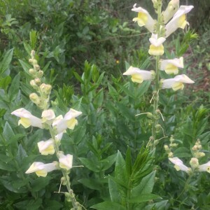 Photographie n°2487689 du taxon Antirrhinum majus L. [1753]