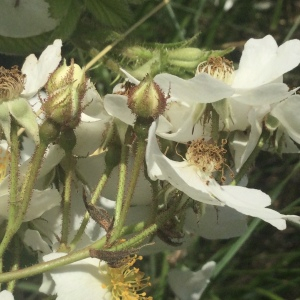 Photographie n°2487716 du taxon Rosa multiflora Thunb.
