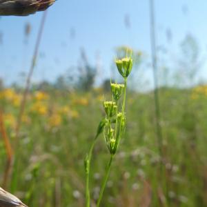 Photographie n°2487732 du taxon Bupleurum gerardi All. [1773]