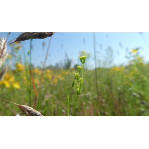 Bupleurum junceum subsp. gerardi (All.) Bonnier & Layens (Buplèvre de Gérard)