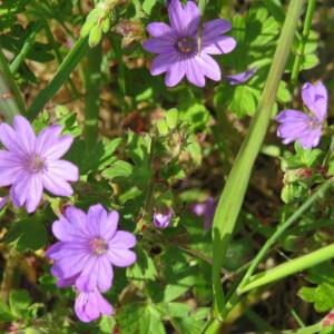 Photographie n°2487750 du taxon Geranium molle L. [1753]