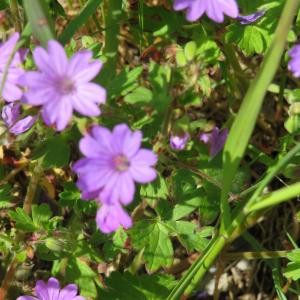 Photographie n°2487751 du taxon Geranium molle L. [1753]