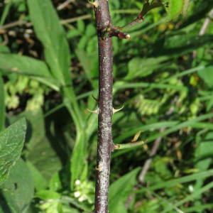 Photographie n°2487771 du taxon Rosa arvensis Huds.