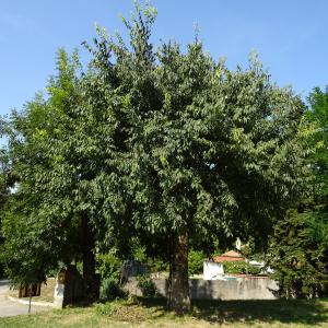 Photographie n°2487813 du taxon Celtis australis L. [1753]