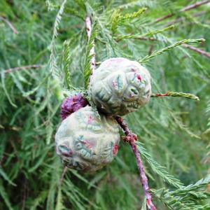 Photographie n°2487822 du taxon Taxodium distichum (L.) Rich. [1810]