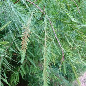 Photographie n°2487824 du taxon Taxodium distichum (L.) Rich. [1810]