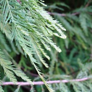 Photographie n°2487826 du taxon Taxodium distichum (L.) Rich. [1810]