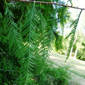 Photographie n°2487827 du taxon Taxodium distichum (L.) Rich. [1810]