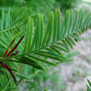 Photographie n°2487828 du taxon Taxodium distichum (L.) Rich. [1810]