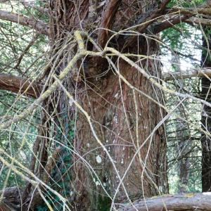 Photographie n°2487829 du taxon Taxodium distichum (L.) Rich. [1810]