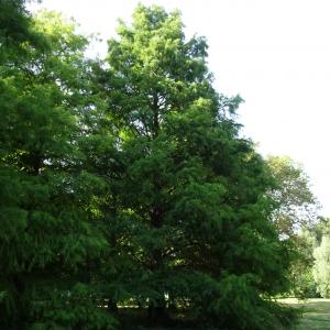 Photographie n°2487831 du taxon Taxodium distichum (L.) Rich. [1810]