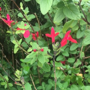 Photographie n°2487864 du taxon Salvia microphylla Kunth [1818]