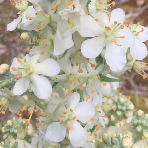 Photographie n°2487869 du taxon Verbascum lychnitis L. [1753]