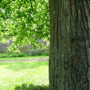 Photographie n°2487890 du taxon Tilia cordata Mill.