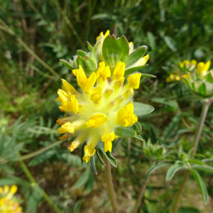 Photographie n°2487895 du taxon Anthyllis vulneraria L.