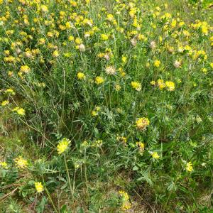 Photographie n°2487896 du taxon Anthyllis vulneraria L.