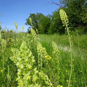 Photographie n°2487906 du taxon Reseda lutea L.