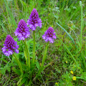 Photographie n°2487920 du taxon Anacamptis pyramidalis (L.) Rich.