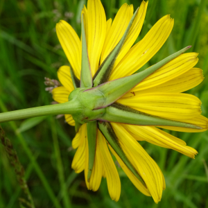 Photographie n°2487922 du taxon Tragopogon pratensis L.