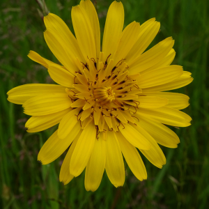 Photographie n°2487923 du taxon Tragopogon pratensis L.