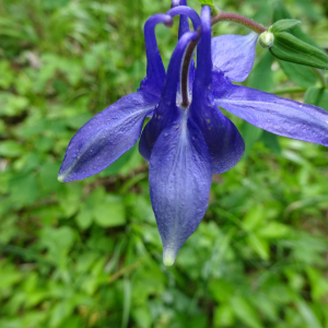 Photographie n°2487930 du taxon Aquilegia vulgaris L.