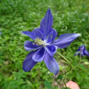 Photographie n°2487931 du taxon Aquilegia vulgaris L.