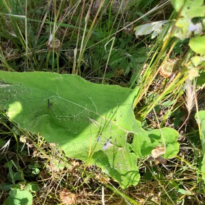 Photographie n°2487965 du taxon Arctium lappa L. [1753]