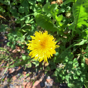 Photographie n°2487969 du taxon Taraxacum officinale Weber [1780]