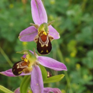 Photographie n°2487988 du taxon Ophrys apifera Huds. [1762]