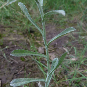 Photographie n°2488015 du taxon Gnaphalium antillanum Urb. [1915]