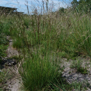 Photographie n°2488060 du taxon Agrostis canina L. [1753]