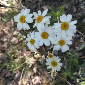 Photographie n°2488095 du taxon Tanacetum corymbosum (L.) Sch.Bip. [1844]