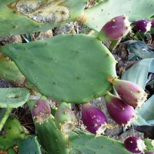 Photographie n°2488105 du taxon Opuntia stricta (Haw.) Haw. [1812]