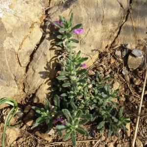 Photographie n°2488118 du taxon Ajuga iva (L.) Schreb. [1773]