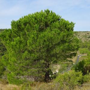 Photographie n°2488127 du taxon Pinus halepensis Mill. [1768]