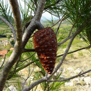 Photographie n°2488140 du taxon Pinus halepensis Mill. [1768]