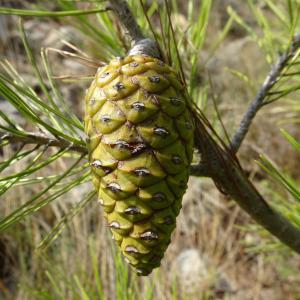 Photographie n°2488141 du taxon Pinus halepensis Mill. [1768]