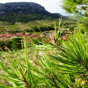 Photographie n°2488142 du taxon Pinus halepensis Mill. [1768]