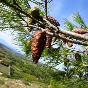 Photographie n°2488149 du taxon Pinus halepensis Mill. [1768]