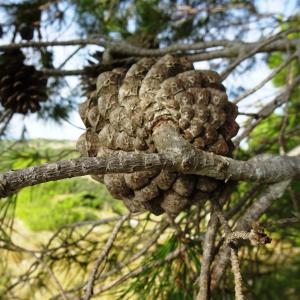 Photographie n°2488150 du taxon Pinus halepensis Mill. [1768]