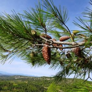 Photographie n°2488151 du taxon Pinus halepensis Mill. [1768]