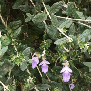 Photographie n°2488160 du taxon Teucrium fruticans L. [1753]