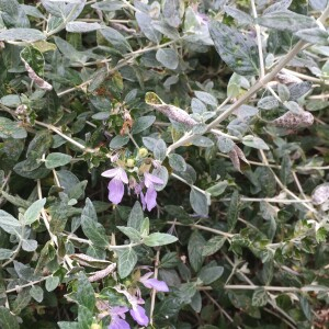 Photographie n°2488161 du taxon Teucrium fruticans L. [1753]