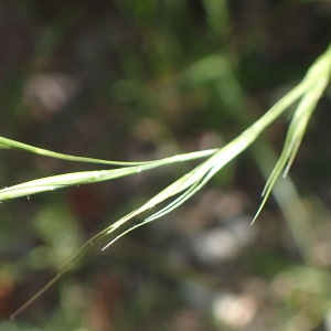 Photographie n°2488201 du taxon Achnatherum bromoides (L.) P.Beauv. [1812]